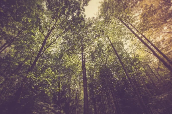 Grüner Sommerwald — Stockfoto