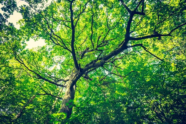 Зеленый летний европейский лес — стоковое фото