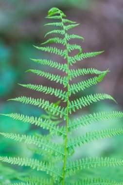 Vahşi fern ormanda büyüyen