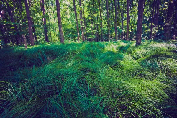 Groene zomer bos — Stockfoto