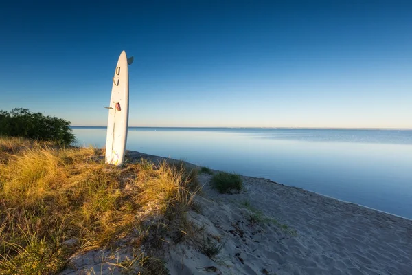 Kuma dövülerek sörf tahtası — Stok fotoğraf
