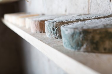 Keçi peyniri olgunlaşması