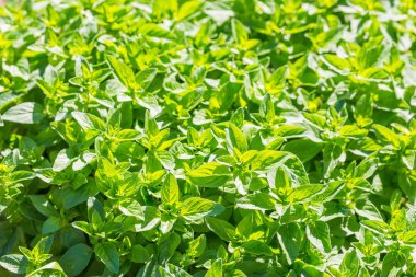 Taze, yeşil kekik dal