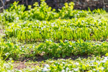 Bahçe küçük sebze filizi ile