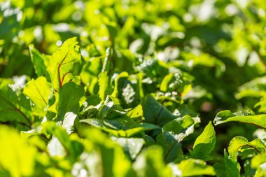 Genç beetroots büyüyen