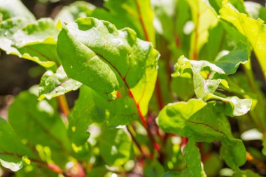 Genç beetroots büyüyen