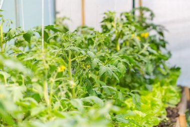 Domates çiçeklenme twigs