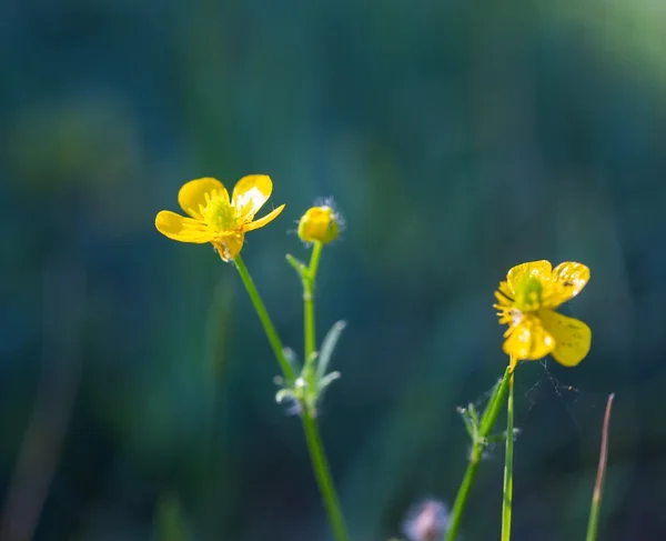 Buttercup fleurs en croissance — Photo