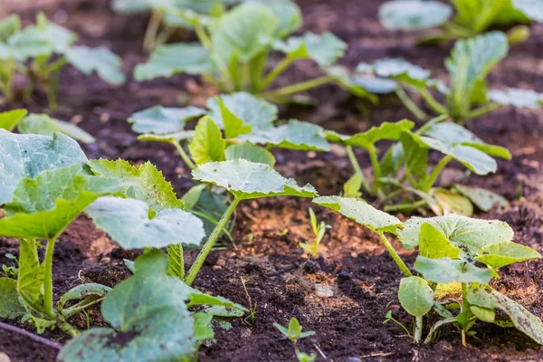 Komkommer spruiten groeiende — Stockfoto