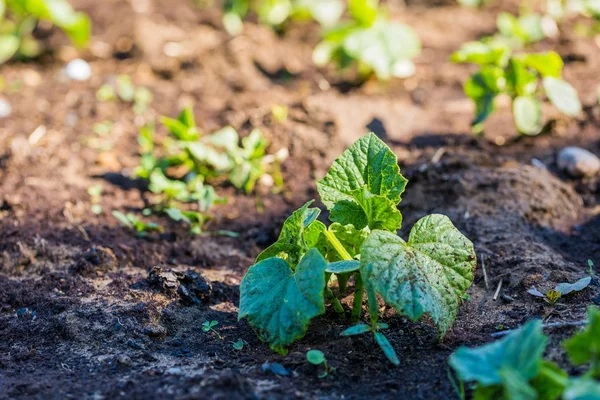 Komkommer spruiten groeiende — Stockfoto