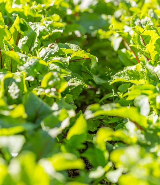 Genç beetroots büyüyen — Stok fotoğraf