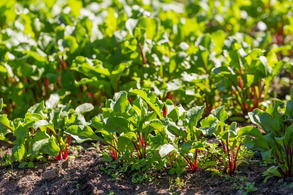 Young beetroots growing — Stock Photo, Image