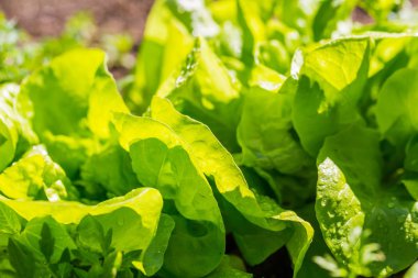 Genç marul büyüyen