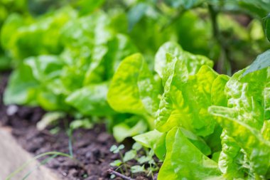 Genç marul büyüyen