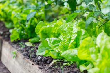 Genç marul büyüyen