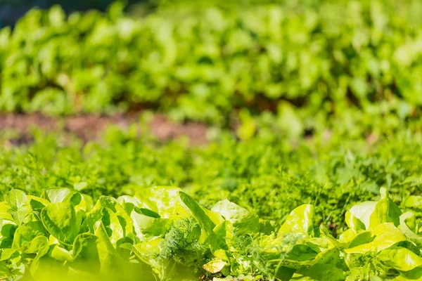 Young lettuce growing — Stock Photo, Image
