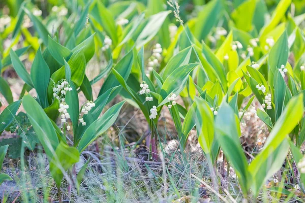 Wild lily of the valley flowers — Stock Photo, Image