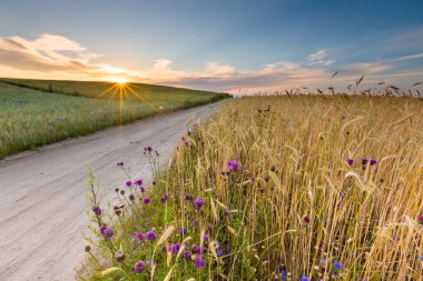 Gün batımında Mısır alanın üzerinde yaz güzel manzara