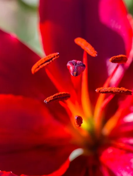 Lily growing in garden — Stock Photo, Image