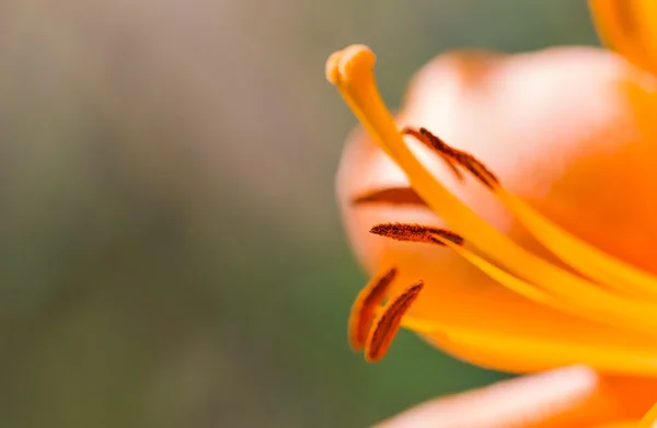 Beautiful lily growing in garden — Stock Photo, Image
