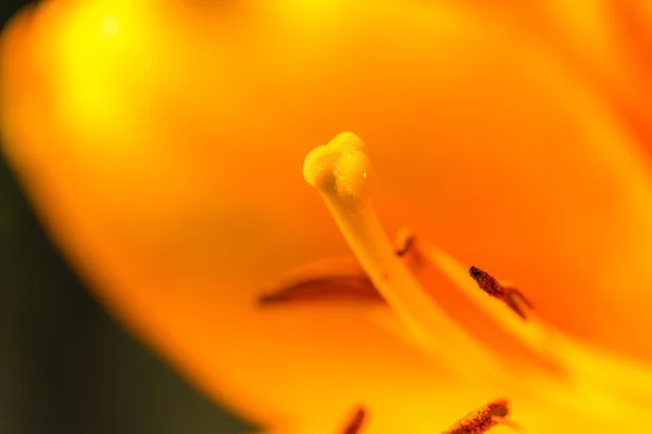 Beautiful lily growing in garden — Stock Photo, Image