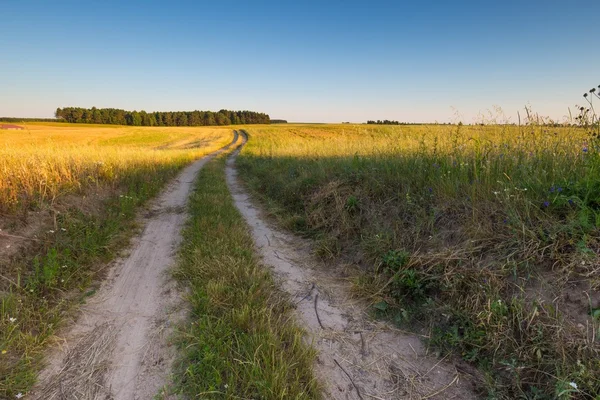 Bela paisagem do pôr do sol sobre o campo de milho no verão — Fotografia de Stock