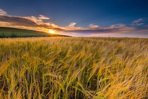 Prachtige landschap van zonsondergang over maïsveld in zomer — Stockfoto