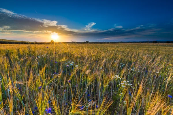 Krásná krajina, západ slunce nad kukuřičné pole v létě — Stock fotografie