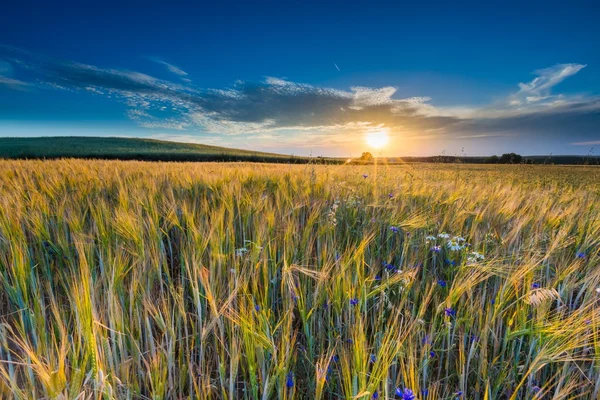 Krásná krajina, západ slunce nad kukuřičné pole v létě — Stock fotografie