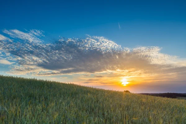 Bela paisagem do pôr do sol sobre o campo de milho no verão — Fotografia de Stock