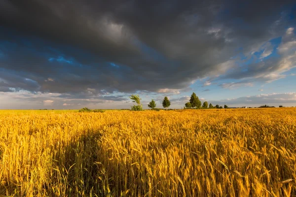 Krásná krajina, západ slunce nad kukuřičné pole v létě — Stock fotografie