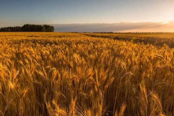 Prachtige landschap van zonsondergang over maïsveld in zomer — Stockfoto