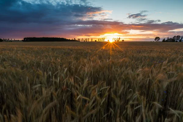 Schöne Landschaft des Sonnenuntergangs über dem Maisfeld im Sommer — Stockfoto