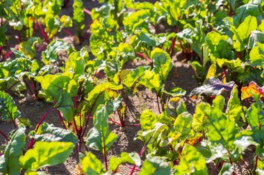 Genç beetroots büyüyen