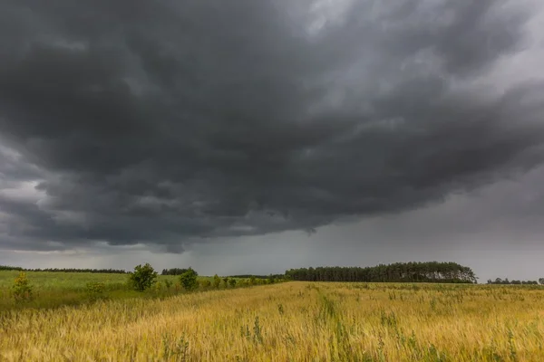 Nuvens escuras tempestuosas sobre o campo de milho no verão — Fotografia de Stock