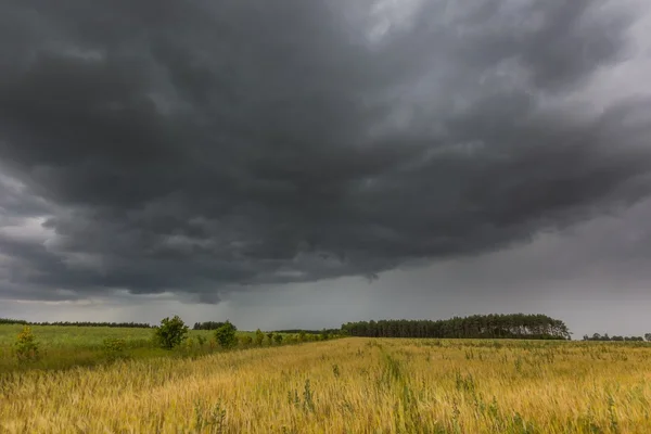 Dunkle Gewitterwolken über Maisfeld im Sommer — Stockfoto