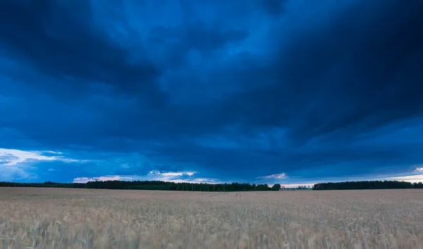 Nuvens escuras tempestuosas sobre o campo de milho no verão — Fotografia de Stock