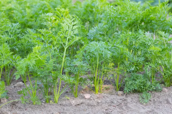 Jeunes carottes poussant dans le jardin — Photo