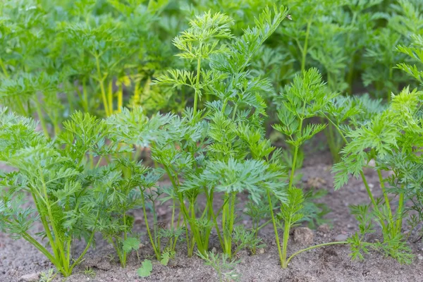 Jeunes carottes poussant dans le jardin — Photo