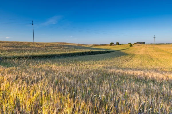 Prachtige landschap van zonsondergang over maïsveld in zomer — Stockfoto