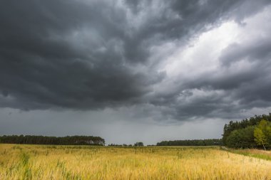 storm sky over rye field clipart