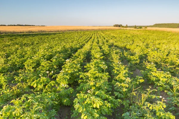 Campo di patate in luce del tramonto — Foto Stock