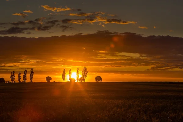 Sunset  over filed and trees — Stock Photo, Image