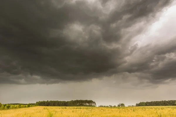 Cielo de tormenta sobre el campo de centeno — Foto de Stock