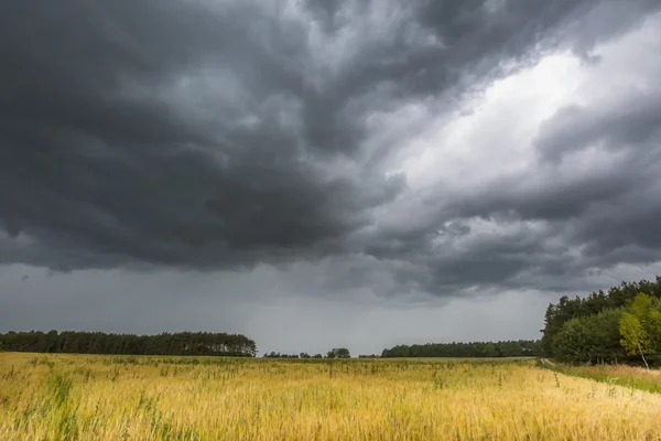 Cielo de tormenta sobre el campo de centeno — Foto de Stock