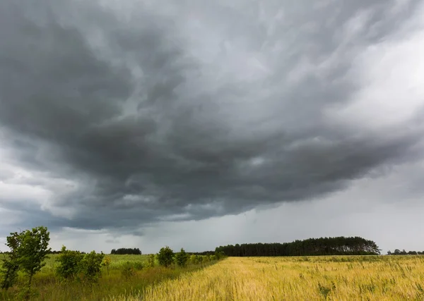 Gewitterhimmel über Roggenfeld — Stockfoto