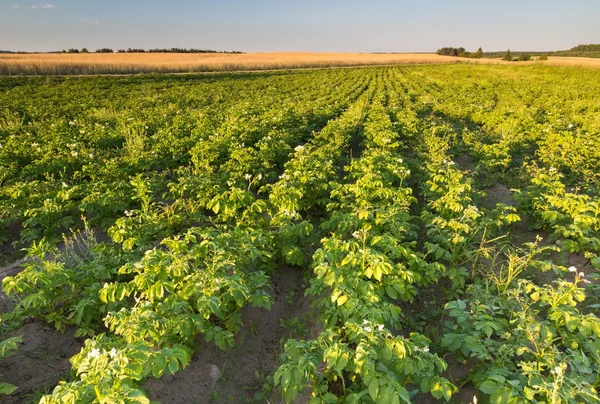 Aardappel veld in zonsondergang licht Rechtenvrije Stockfoto's