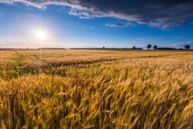 Yatay yaz gün batımında Mısır alanının