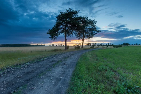 Starych sosen i okolicy — Zdjęcie stockowe