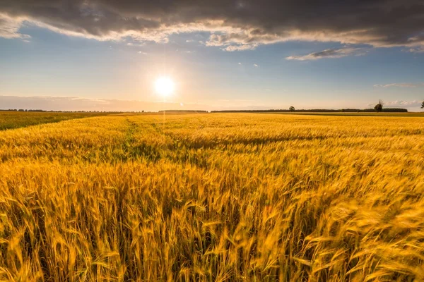 Maïsveld bij zonsondergang zomer — Stockfoto